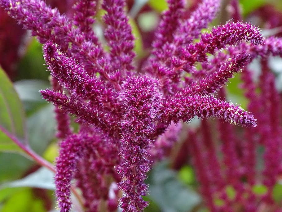 photo plante amarante rouge